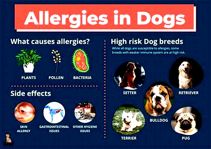 Can dogs be allergic to grass?