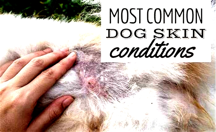 Can dogs cause skin rashes on humans?