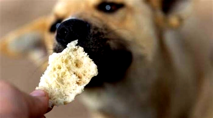 Can dogs eat bread with yeast?