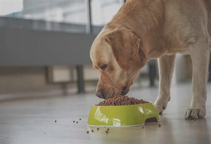 Can dogs with skin allergies eat rice?