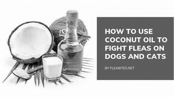 Can fleas survive coconut oil