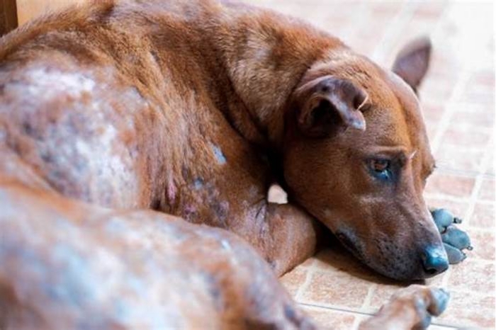 Can humans get mites from dogs