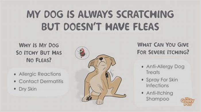 Can my dog be scratching and not have fleas