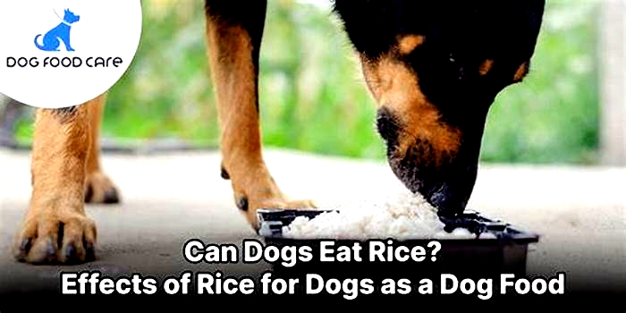 Can rice cause itching in dogs