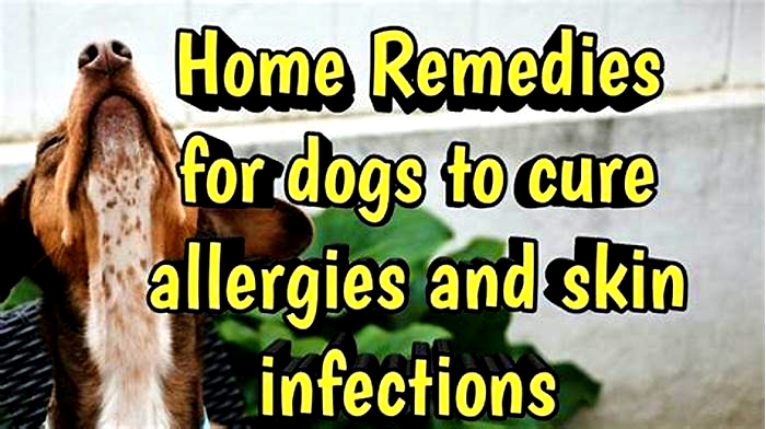 Can skin allergies in dogs be cured