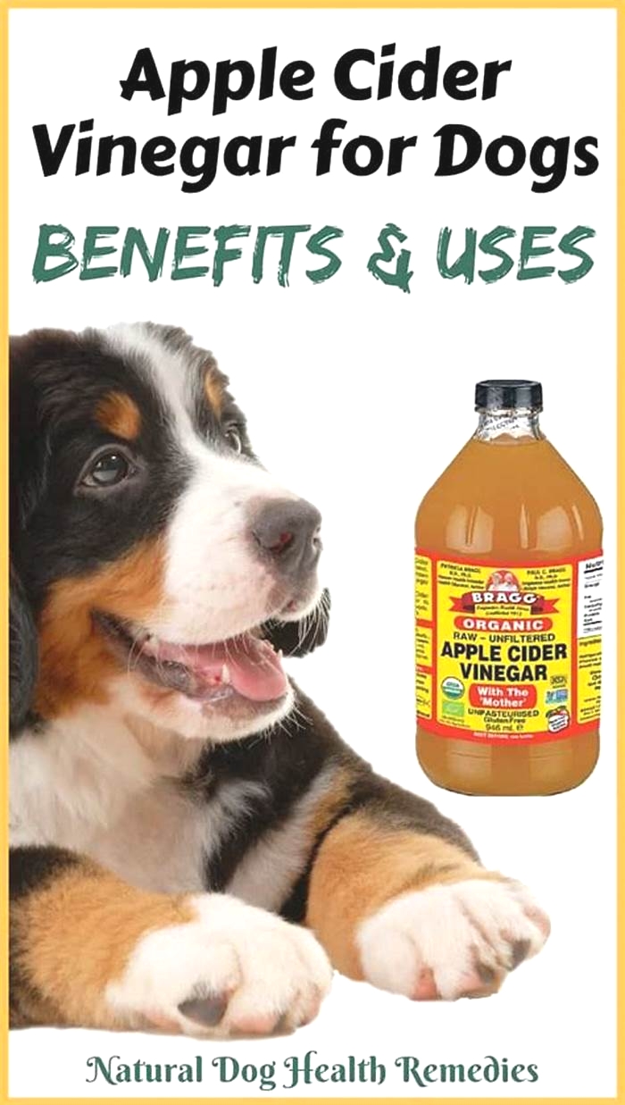 Can vinegar help dog fungal infection