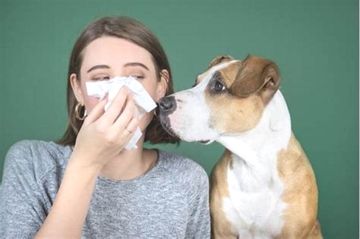 Can you build up immunity to dog allergies?