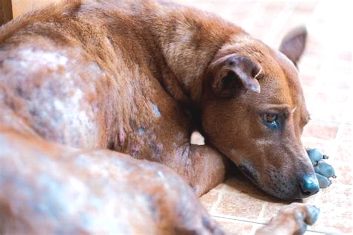 Can you get mites by sleeping with your dog?