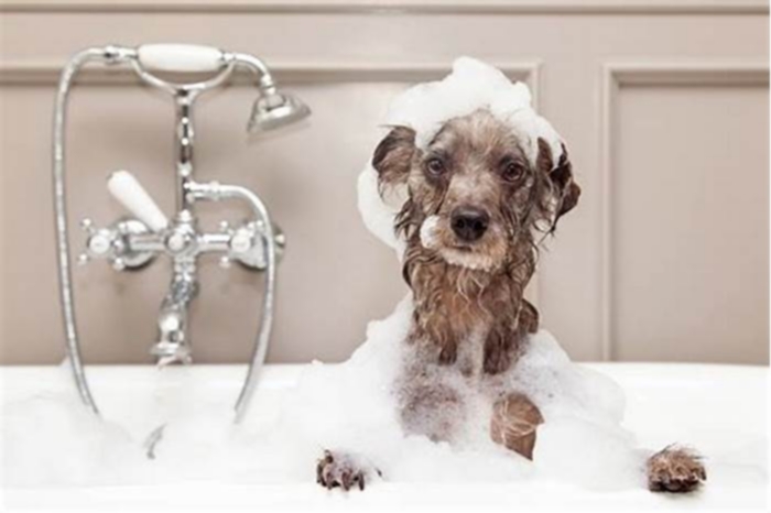 Can you give a dog a shower?