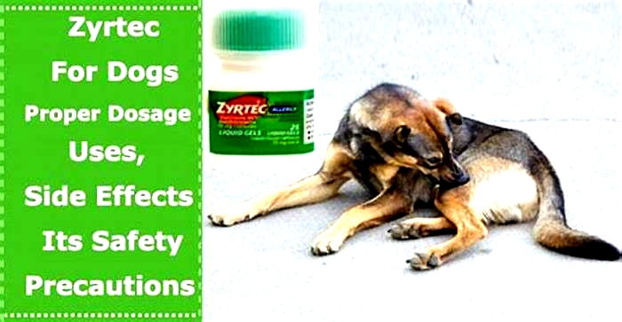 Can you give dogs Zyrtec for itching?