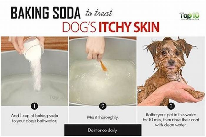 Can you put baking soda on dogs for itching?