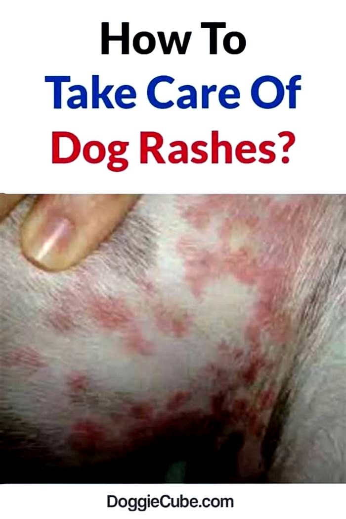 Do I need to take my dog to the vet for a rash