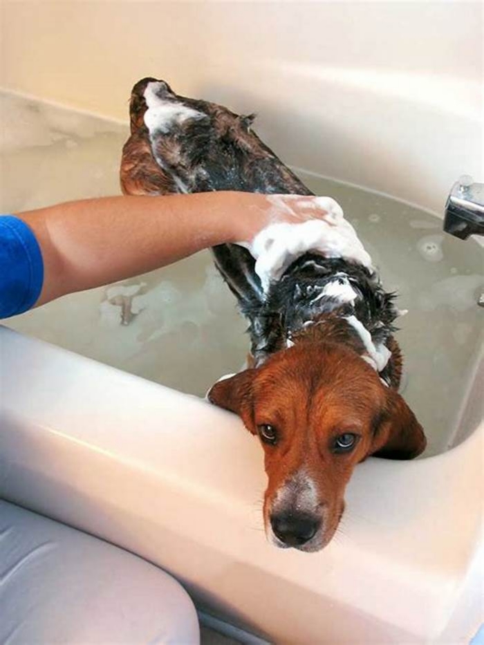 Do baths calm dogs