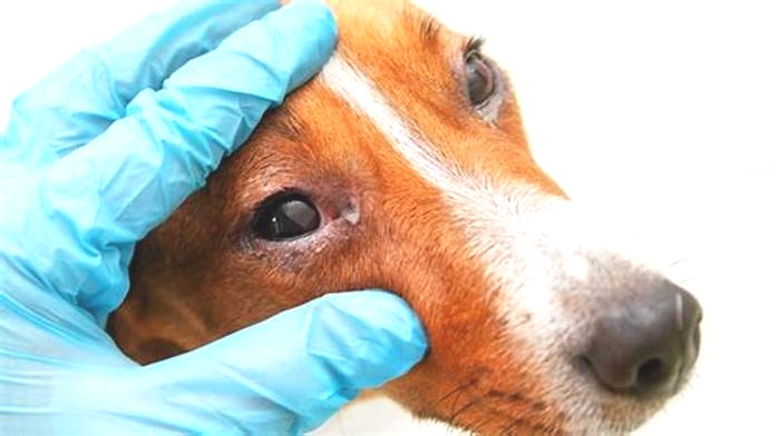 Do dog infections go away?