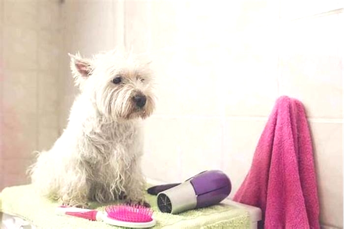 Do dogs feel better after a bath?