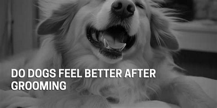 Do dogs feel better after grooming