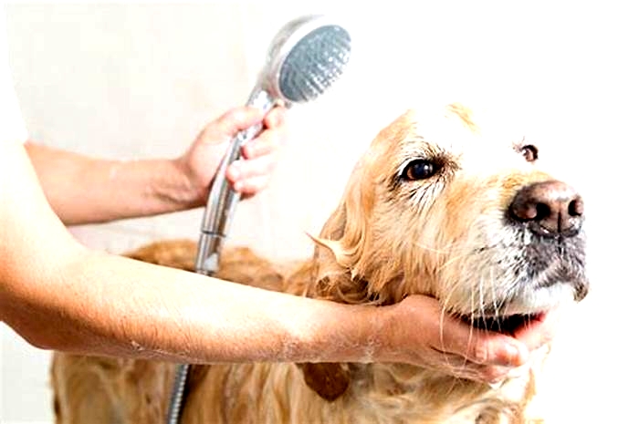 Do dogs like being clean after a bath