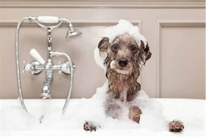 Do dogs prefer warm or cold water for baths