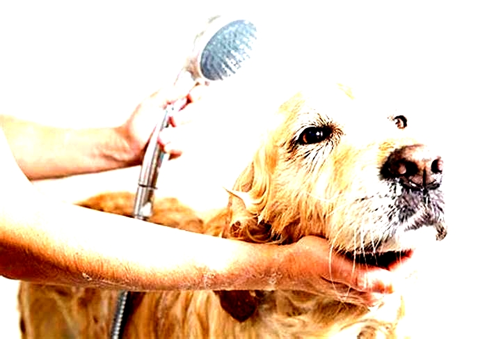 Do dogs really need to be washed?