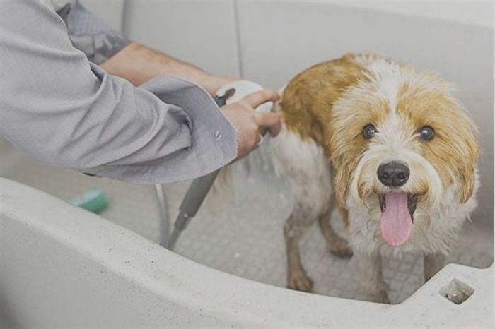 Do indoor dogs need baths