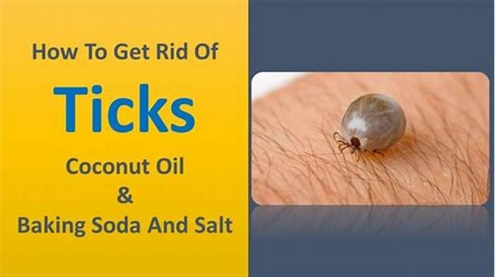 Do ticks like coconut oil?