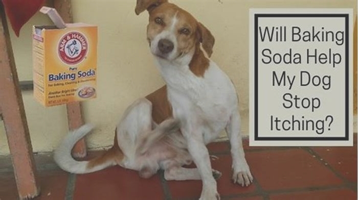 Does baking soda stop itching dogs?