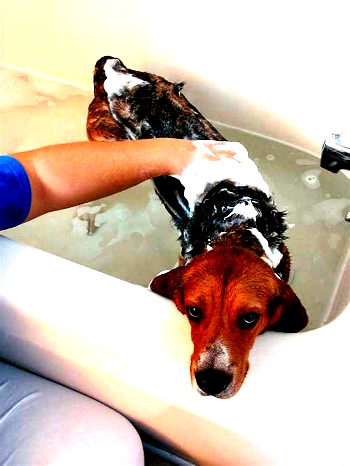 Does bathing a dog reduce shedding