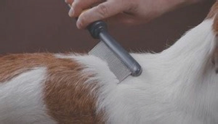 Does brushing dog help with itching?