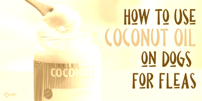 Does coconut oil attract fleas on dogs?