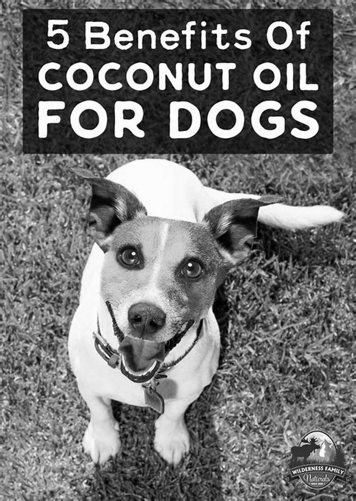 Does coconut oil help dogs' teeth?