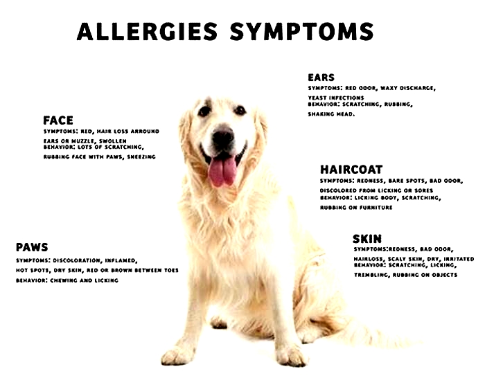 Does dog allergy go away on its own