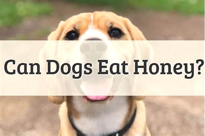 Does honey help dogs with itching