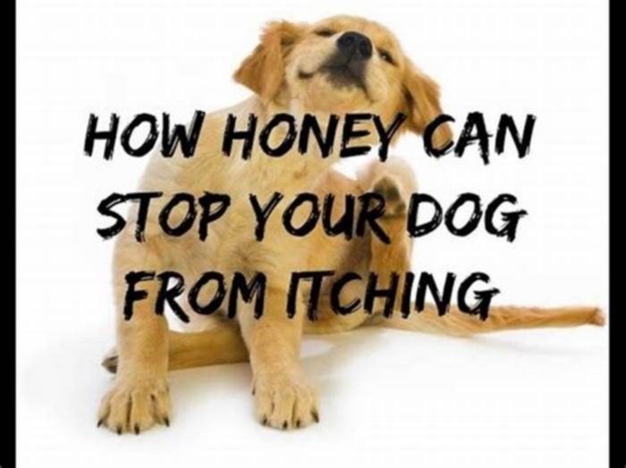 Does honey stop dogs from itching