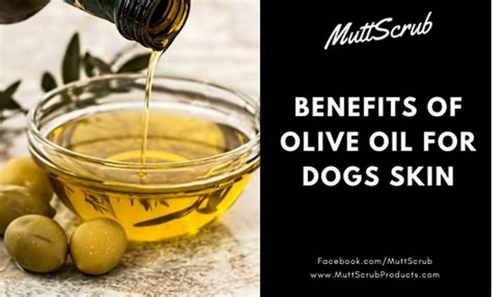 Does olive oil help itchy dogs?