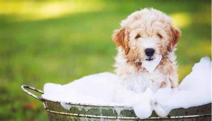 Does washing dog reduce shedding?