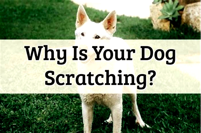 Does your dog s scratching indicate something about their health