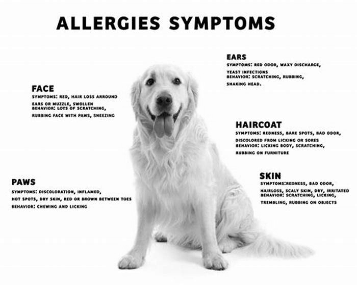 How can I improve my dogs skin allergies