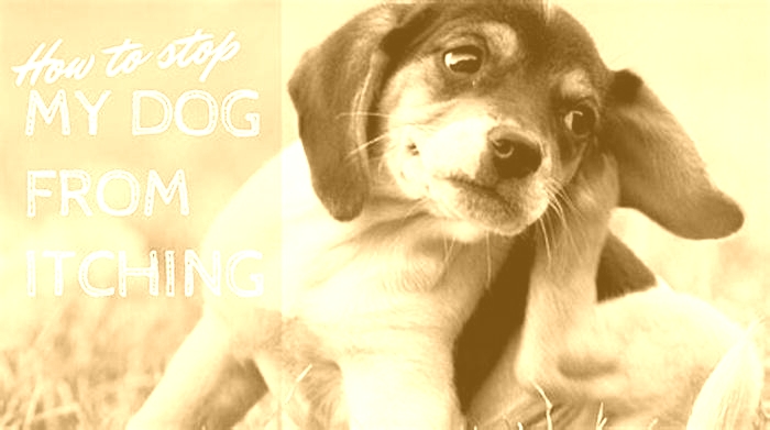 How can I stop my dog from itching?