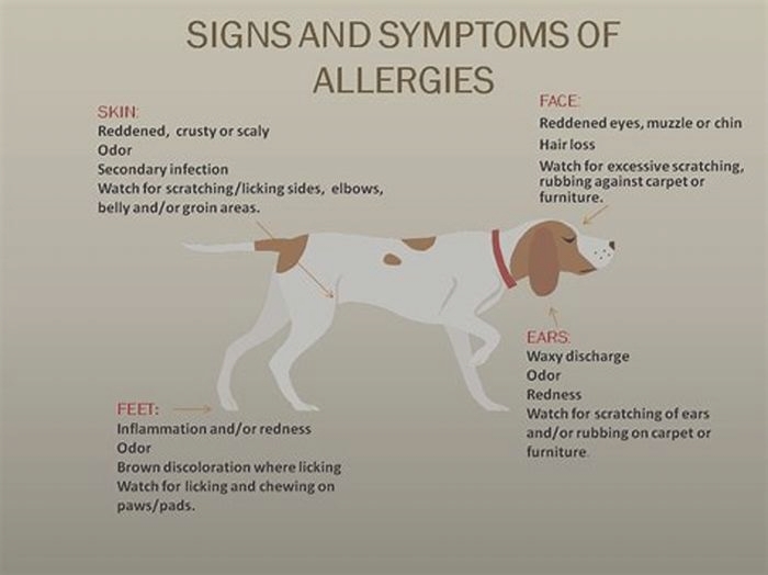 How can I tell if my dog is allergic to his food