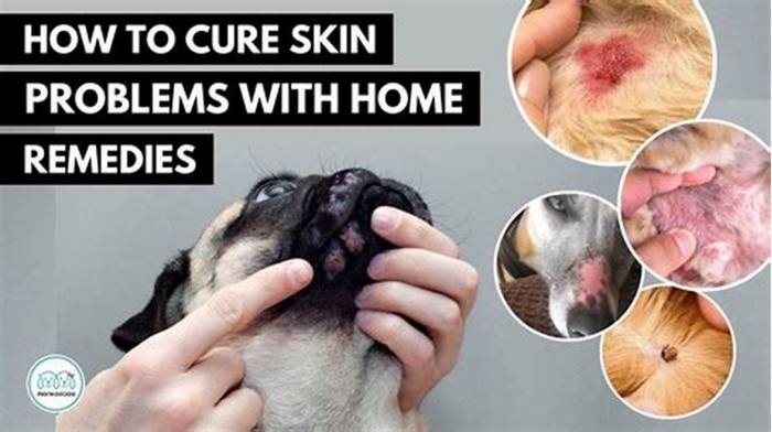 How can I treat my dog's fungal skin infection at home?