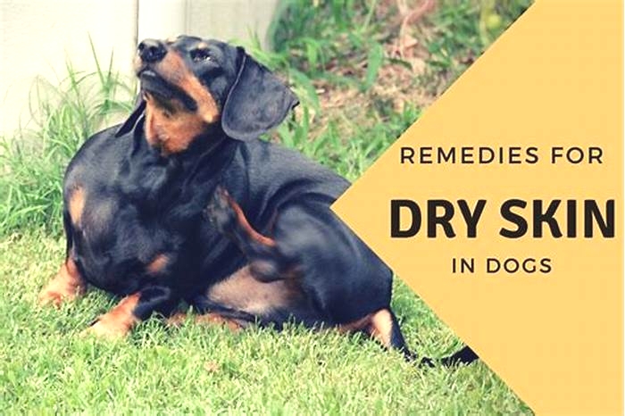 How can I treat my dogs dry skin at home