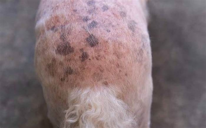 How did my dog get a rash?