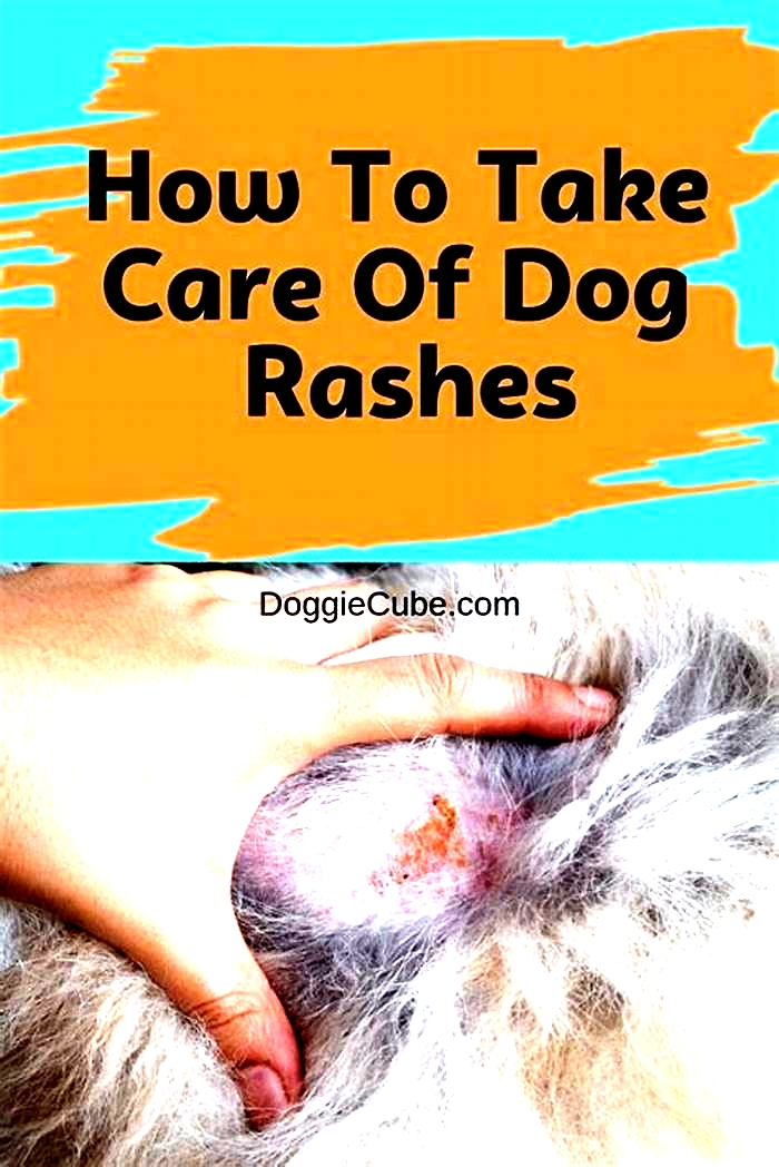 How do I get rid of my dog's rash?