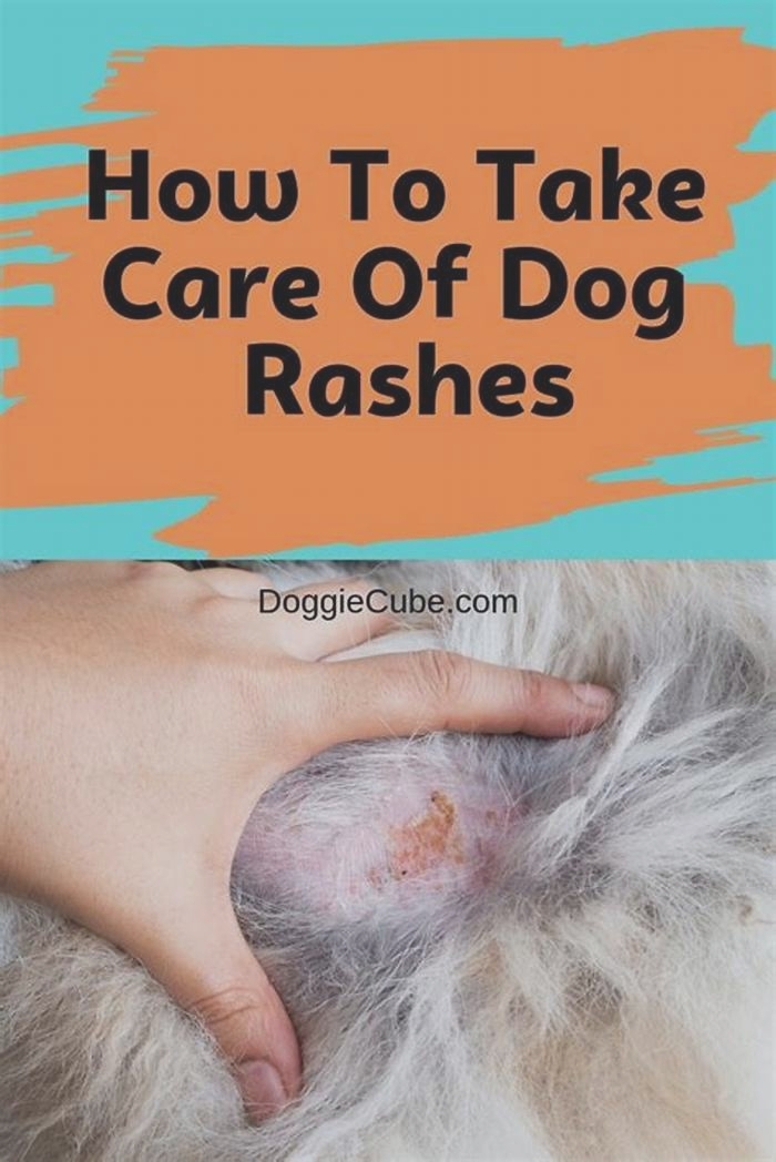 How do I get rid of my dogs belly rash?