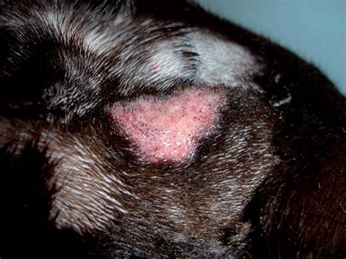 How do I know if my dog has a bacterial or fungal infection