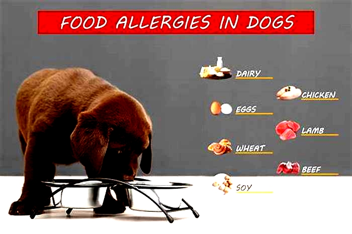 How do I know if my dog s food is causing skin allergies