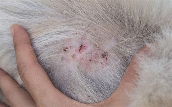 How do I know if my dogs rash is infected?