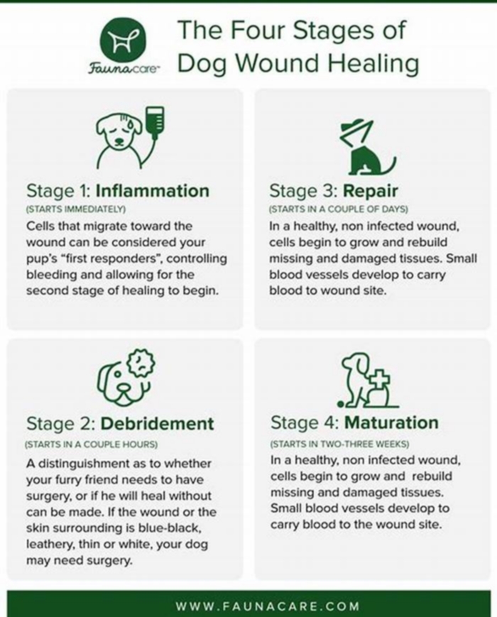 How do I know if my dogs skin is healing?