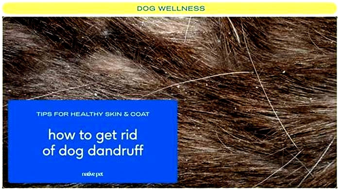 How do I permanently get rid of dandruff on my dog