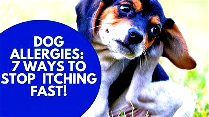 How do I stop my dog from itching from allergies?